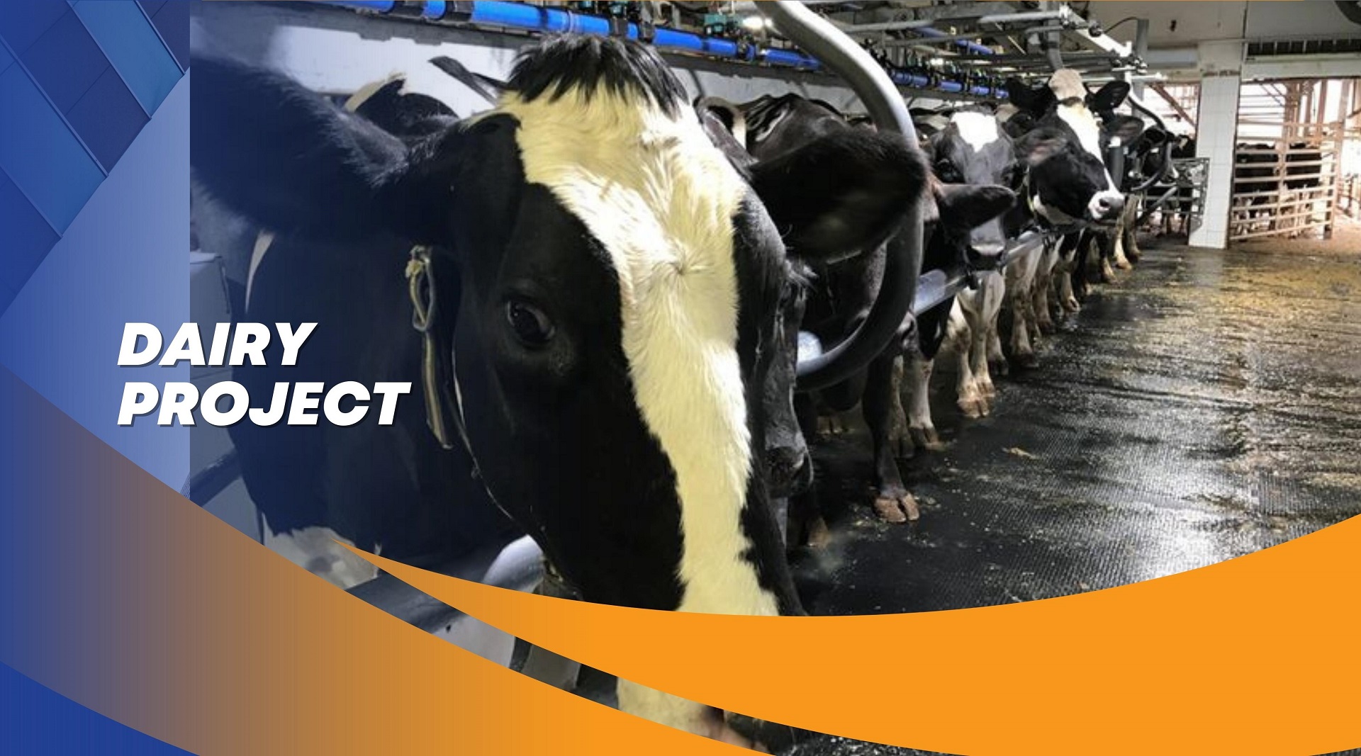 Dairy Project